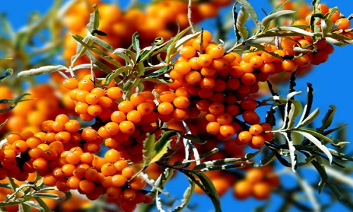 2023上饒激光治療青色胎記排行榜前十強(qiáng)專家(呂丹丹、姚絢、涂勝入圍了)