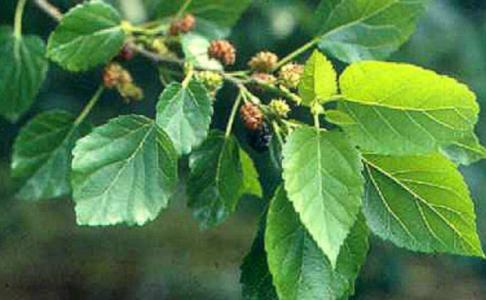 衡陽光電祛除口周紋醫(yī)生