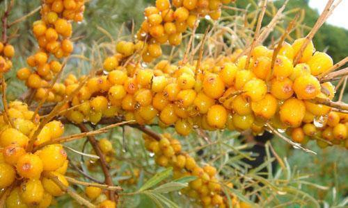 洛陽(yáng)美白針手術(shù)醫(yī)生