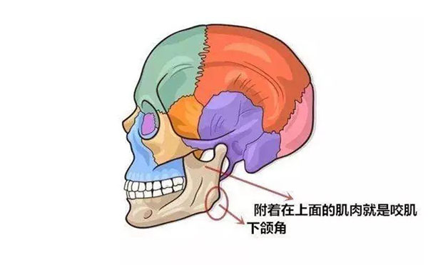 咬肌切除術有危險嗎?